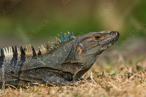 Common Green Iguana - Iguana iguana, large popular lizard from Central and Latin America woodlands, forests and fresh waters shores, Cambutal, Panama. photo