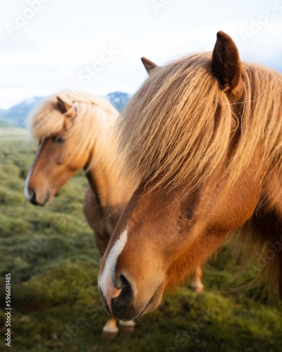 Icelandic horses grazing at the Berg Horse Farm in Iceland. High quality photo. The beautiful horses of Iceland roaming the grassy plains of the Snaefellsnes peninsula.