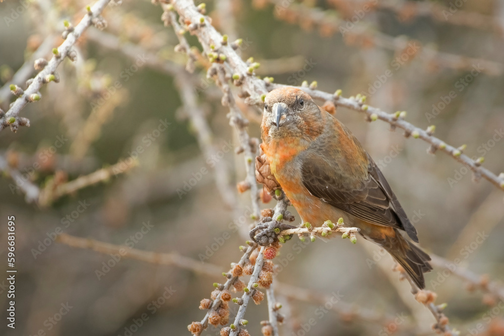 Male Red crossbill or common crossbill (Loxia curvirostra) perched on a larch tree branch, Italian Alps, April