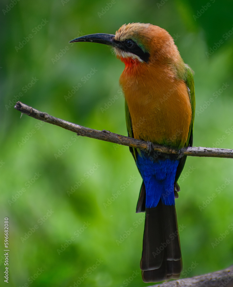 Obraz premium Frontal view of a White-fronted bee-eater perched on a branch while looking sideways