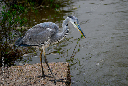 Grey heron hunting from a concrete structure  © robbyh