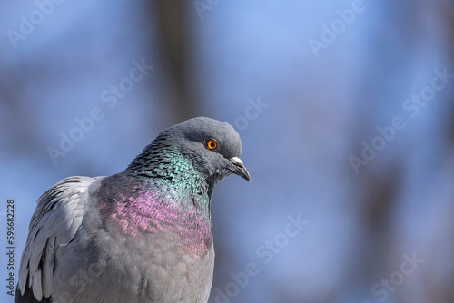 A beautiful pigeon sits on the snow in a city park in winter.