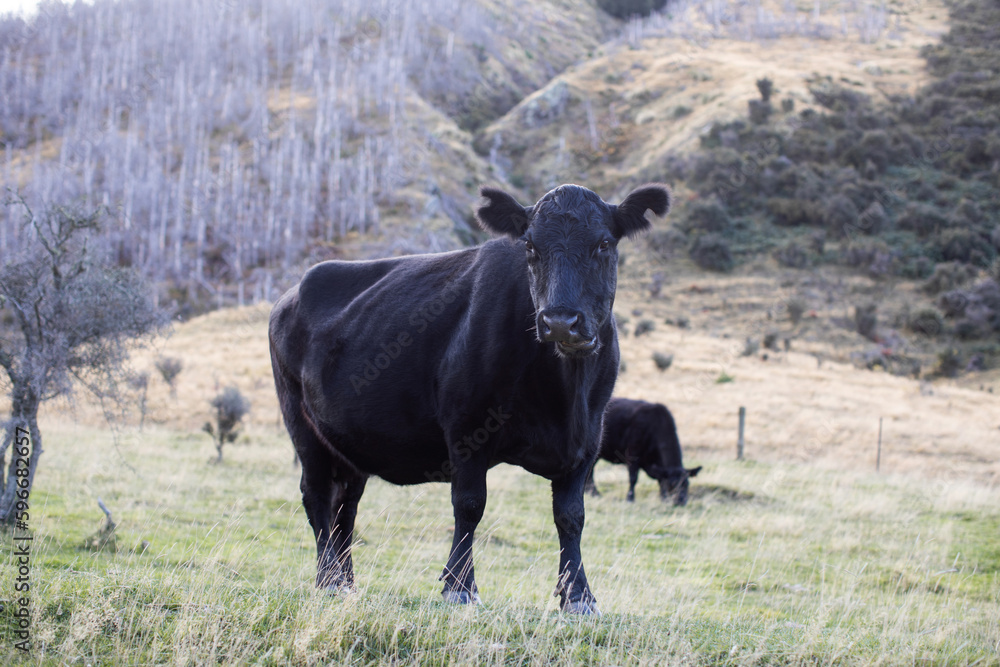 A black angus cow grazes in New Zealand. Cattle 