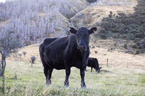 Fototapeta Naklejka Na Ścianę i Meble -  A black angus cow grazes in New Zealand. Cattle 