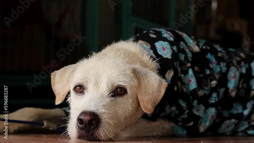 Cute pet terrier dog wearing his summer outfit of floral polo shirt while relaxing at the doorway of his home photo