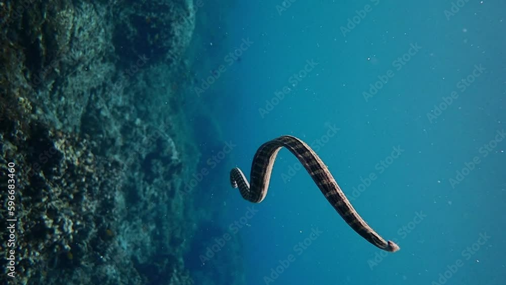 Seasnake swimming above the coral reef, slow motion. Seasnake swimming above the coral reef, slow motion.
