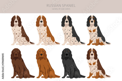 Russian Spaniel clipart. All coat colors set.  All dog breeds characteristics infographic