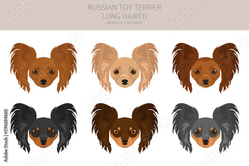 Russian toy terrier longhaired clipart. Different poses, coat colors set