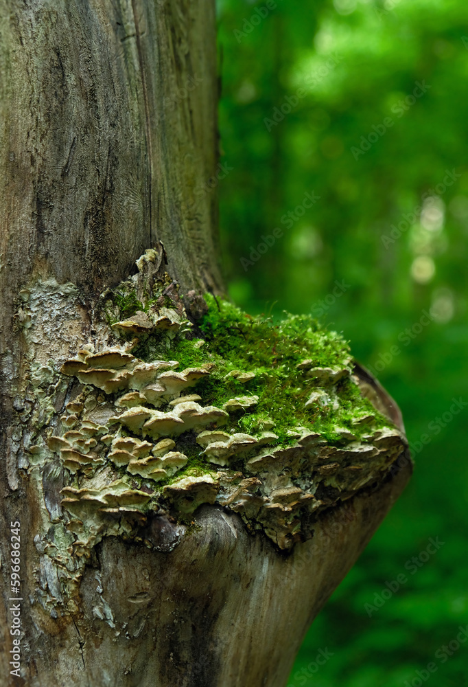 old tree trunk overgrown with moss and mushrooms close up, abstract natural green background. small flat fungi on forest tree. wild atmosphere. selective focus old tree trunk overgrown with moss and mushrooms close up, abstract natural green background. small flat fungi on forest tree. wild atmosphere. selective focus