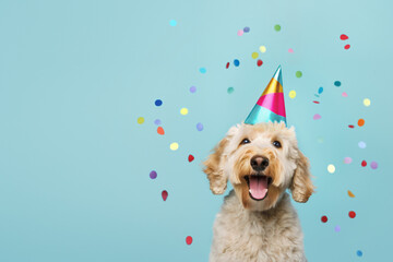 Happy cute dog celebrating at a birthday party