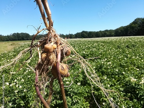 Potato plant on potato field in the Netherlands