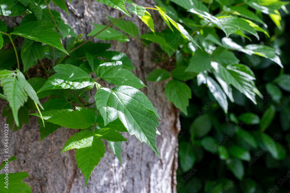Detail of a sugar maple tree in spring. Nature background. Detail of a sugar maple tree in spring. Nature background.