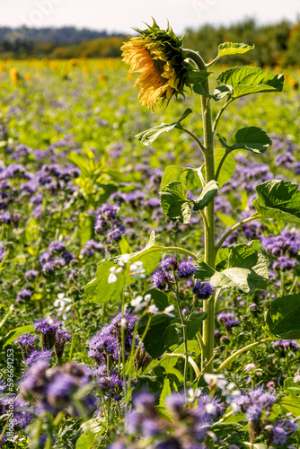 Feld mit blühender Bienenweide  (Phacelia tanacetifolia) und Sonnenblumen (Helianthus annuus)