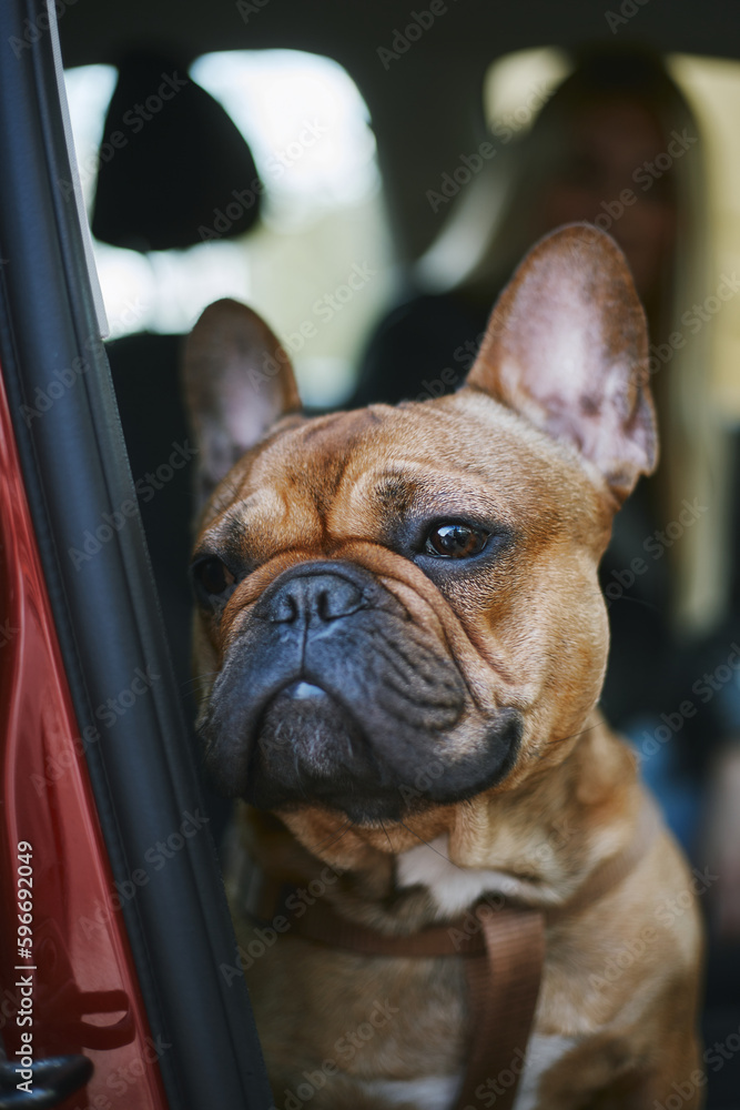 Portrait of a cute French bulldog puppy sitting inside a car and watching the street. Portrait of adorable little brown dog