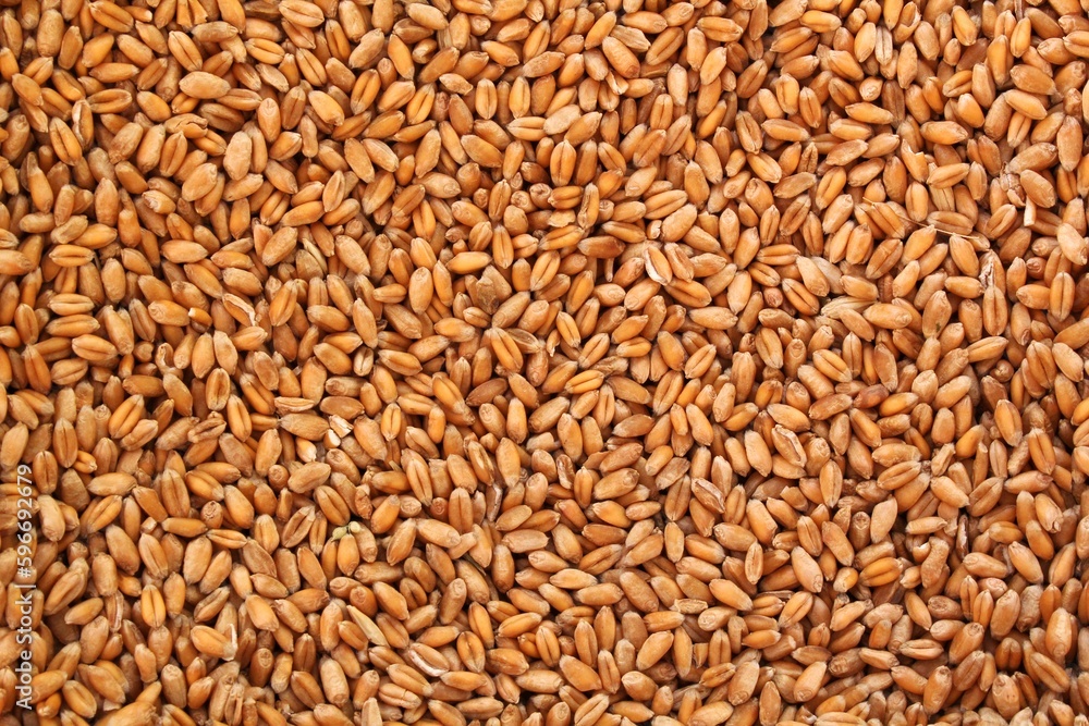 Whole golden wheat grain kernels background. Harvesting season concept. Textured design effect. Rural farm scene. Agricultural organic backdrop. Close up, top view Whole golden wheat grain kernels background. Harvesting season concept. Textured design effect. Rural farm scene. Agricultural organic backdrop. Close up, top view