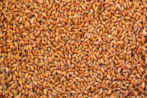 Whole golden wheat grain kernels background. Harvesting season concept. Textured design effect. Rural farm scene. Agricultural organic backdrop. Close up, top view
