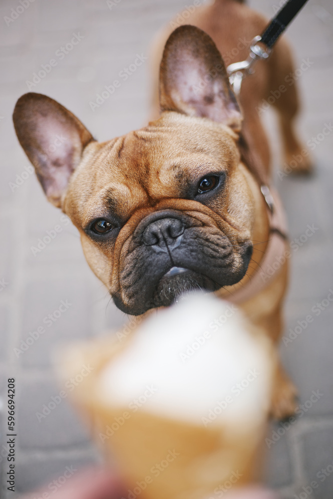 Cute little dog looking at ice cream. Portrait of brown French bulldog puppy watching the treat with desire