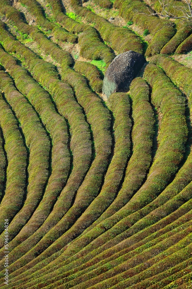 Fototapeta premium Tea farm in Hadong, South Korea