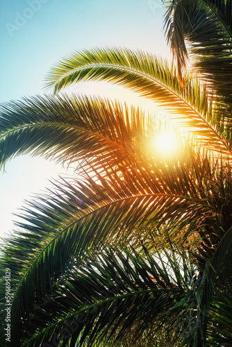 Tropical palm tree with sun light © VERSUSstudio