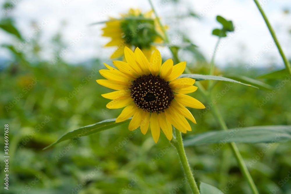 Fototapeta premium A single sunflower in summer.
