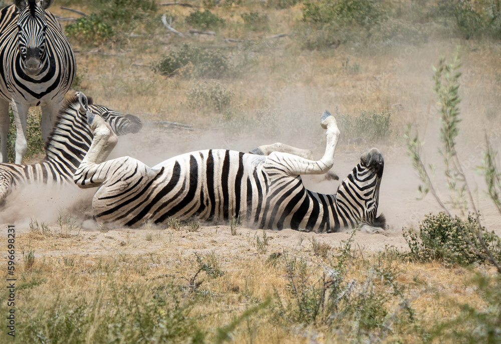 Obraz premium Wild Zebra Having Fun: Joyful African Zebra Rolling in the Dust in the Savanna