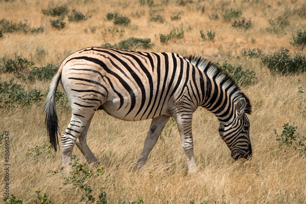 Obraz premium zebra in the savannah