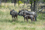 The Great Migration: A Family of Wildebeest Making their Way through the African Plains