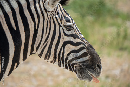 Up Close and Personal  A Stunning Portrait of a Wild Zebra in its Natural Habitat
