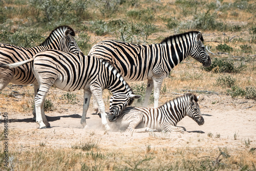 A Heartwarming Moment in the Wild: A Mother and Baby Zebra Grazing in Namibia's African Savanna