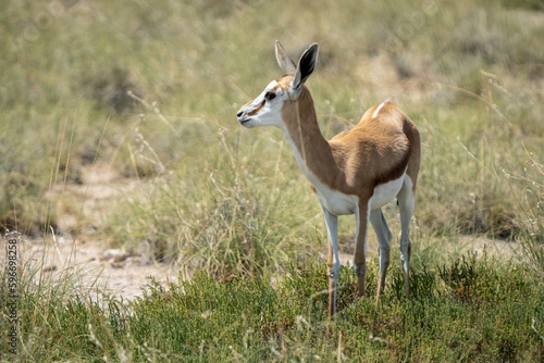 Graceful Newcomer of the Savannah: Adorable Baby Impala Antelope in the African Wilderness