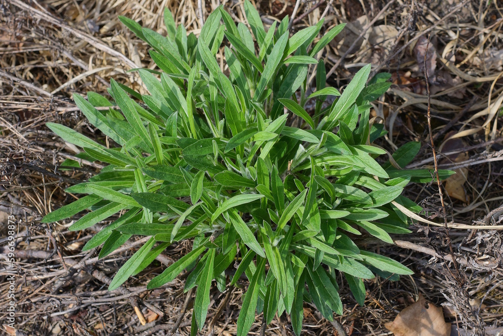 bush of green grass of wild plants on gray ground in nature bush of green grass of wild plants on gray ground in nature