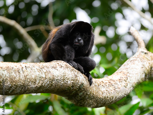 Male Howler Monkey sitting on tree branch
