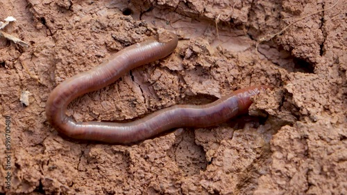 a common earthworm goes underground
