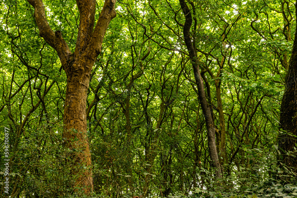 Woods of Rainha D. Leonor , in Caldas da Rainha - Portugal, borders the Parque D. Carlos I and is characterized by its biodiversity and beauty Woods of Rainha D. Leonor , in Caldas da Rainha - Portugal, borders the Parque D. Carlos I and is characterized by its biodiversity and beauty