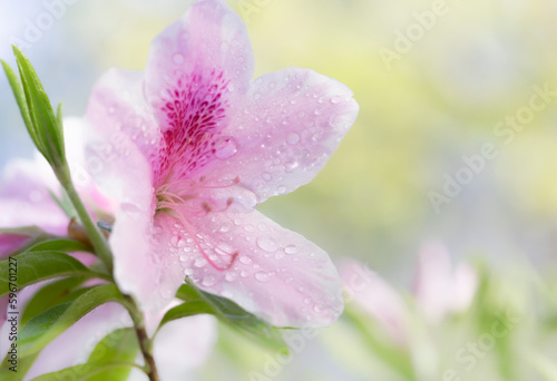 Close-up of pink azalea flower with droplets