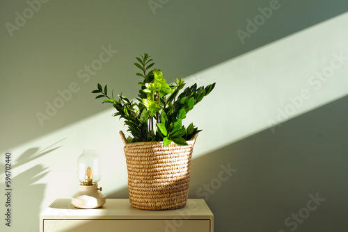 zamioculcas home plant with sunlight. Zamioculcas- Zanzibar gem, Zuzu plant at sunny apartment room