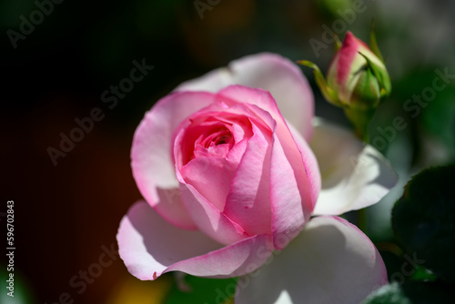 黒い背景の美しいピンク色の薔薇