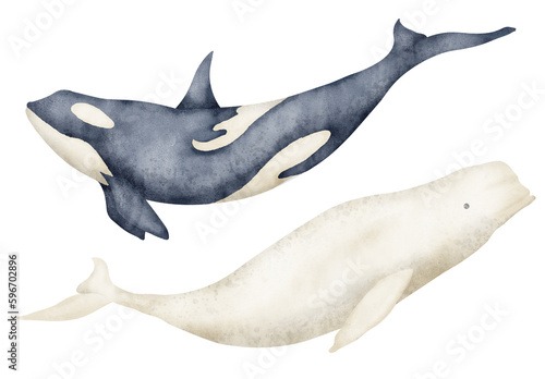 Photography Big Whale and Beluga