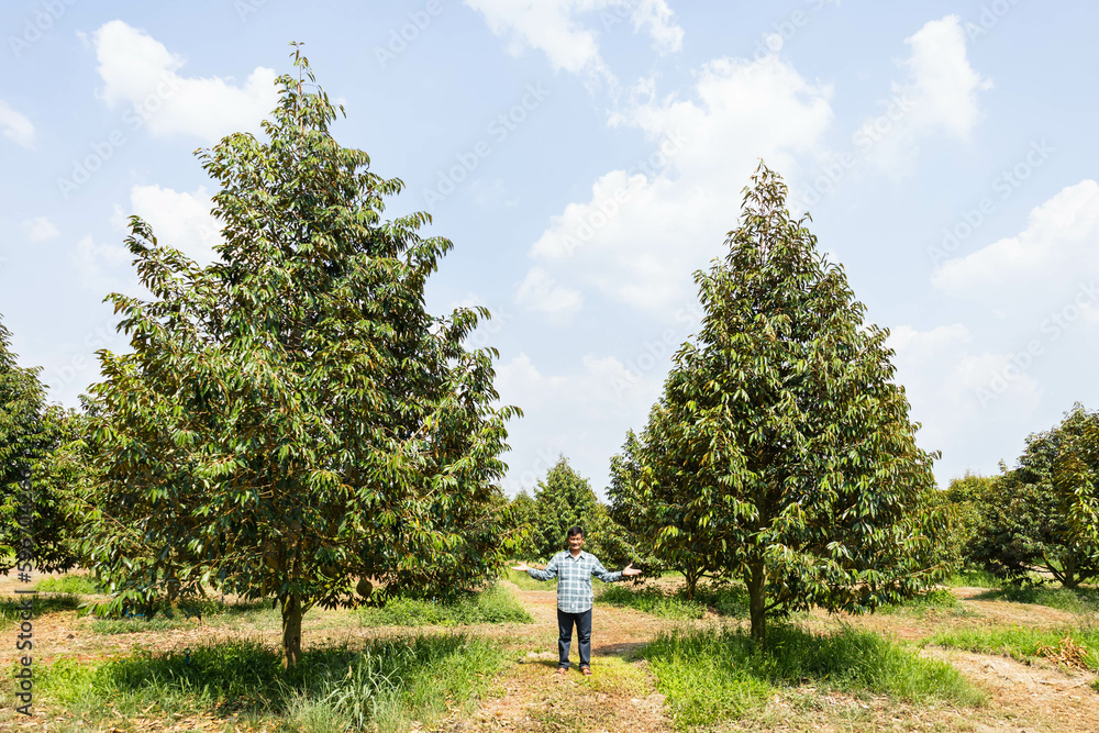 The durian tree is growing in the northeast of Thailand. The durian tree is growing in the northeast of Thailand.