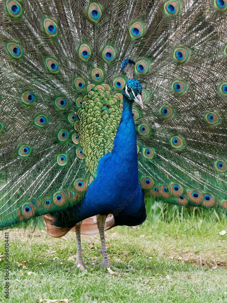 Obraz premium Portrait d'un paon qui fait la roue