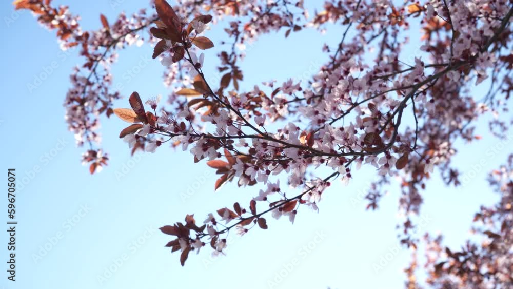 Closeup of blooming white pear flowers under morning sunlight. Spring blossom background. Blooming tree, white flowers on a tree in soft sunset sunlight. Closeup of blooming white pear flowers under morning sunlight. Spring blossom background. Blooming tree, white flowers on a tree in soft sunset sunlight.