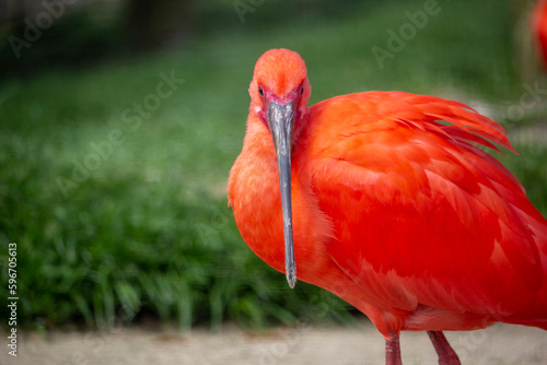 The scarlet ibis. Eudocimus ruber looking for food.