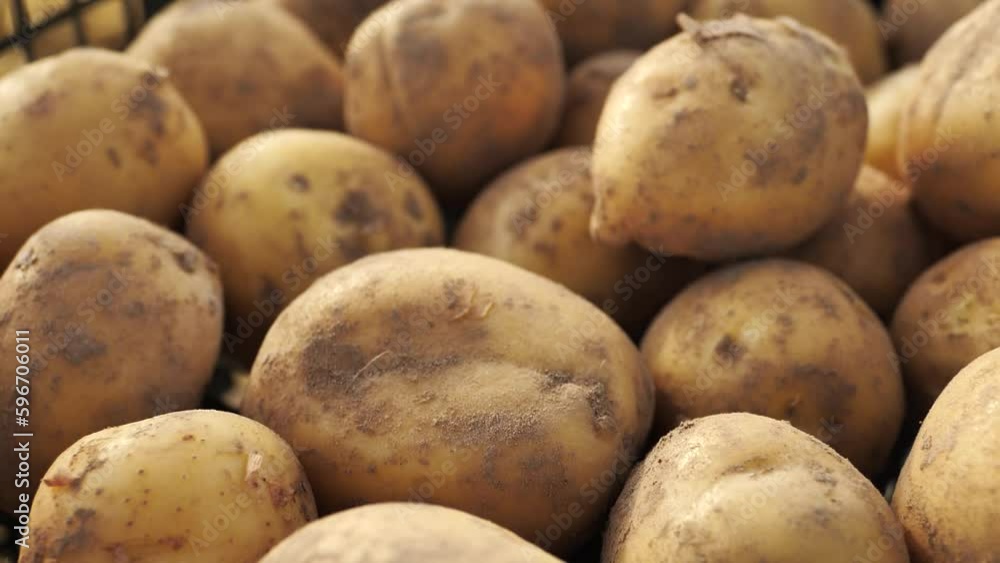 yellow tubers of fresh new potatoes in a mesh plastic box, close-up yellow tubers of fresh new potatoes in a mesh plastic box, close-up