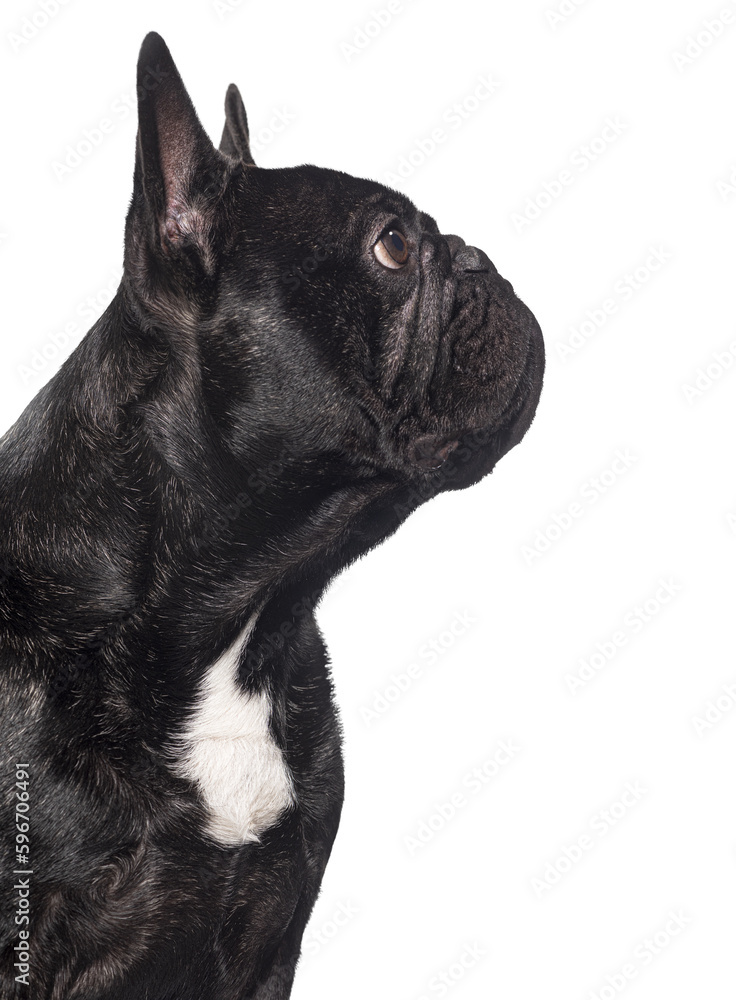 Head shot of a Black french bulldog looking up, Isolated on white