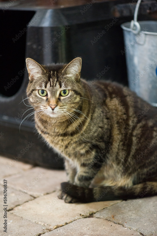 Getigerte Hauskatze auf der Terrasse Getigerte Hauskatze auf der Terrasse