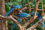 Parrots at tropical forest in natural conditions