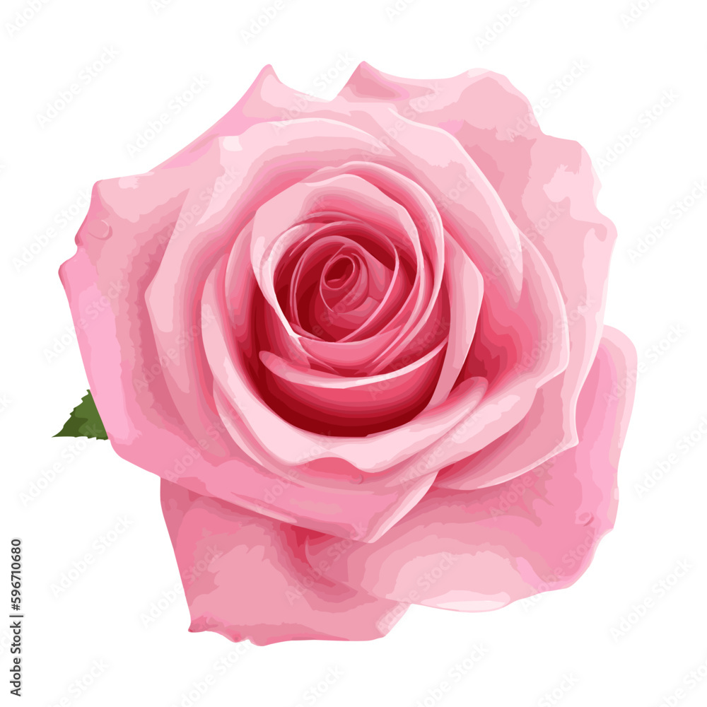 pink rose isolated on white - obrazy, fototapety, plakaty 