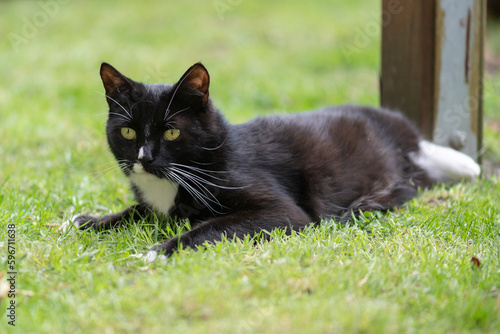 Schwarz weiße Hauskatze liegt Gras im Garten