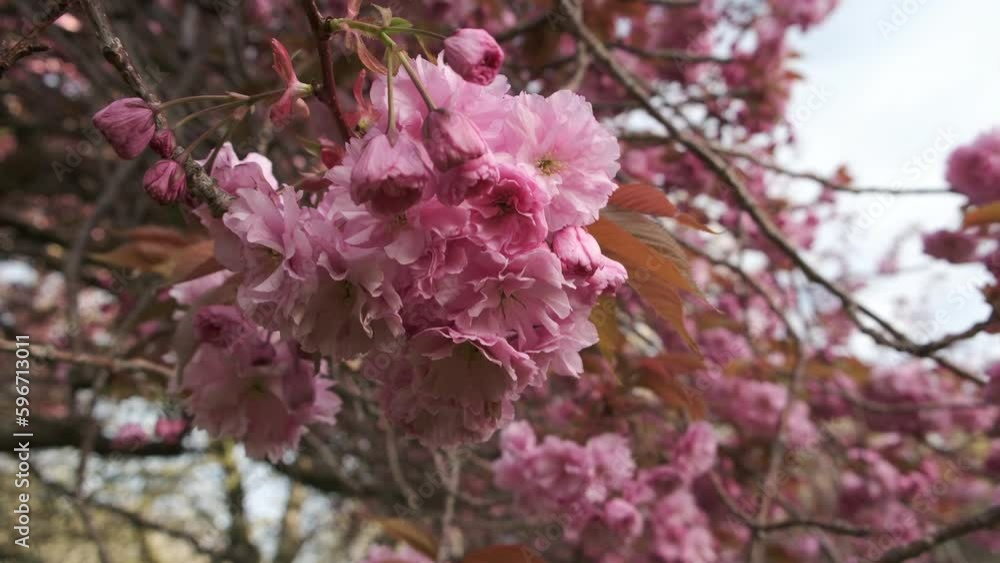 EDINBURGH, SCOTLAND, UK - APRIL 24, 2023: Gentle sakura cherry blossom swing on the wind in spring in Edinburgh, UK - 4K, Handheld, Close-up shot EDINBURGH, SCOTLAND, UK - APRIL 24, 2023: Gentle sakura cherry blossom swing on the wind in spring in Edinburgh, UK - 4K, Handheld, Close-up shot