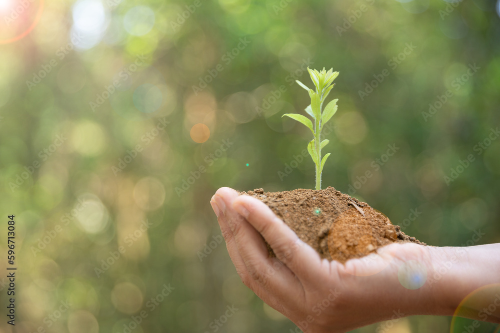Hand holding young plant on bokeh green nature background. Concept eco ...